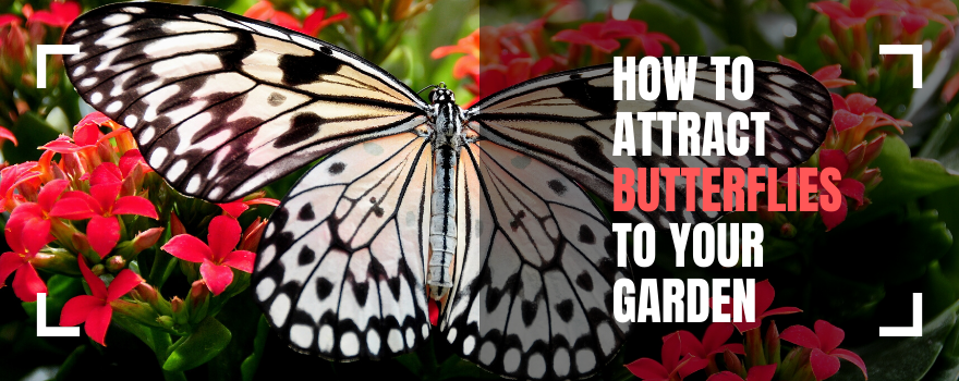 How to Attract Butterflies to Your Garden - The Charming Bench Company