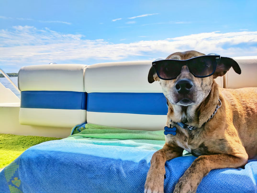 Seamless Journeys with Your Canine Companion