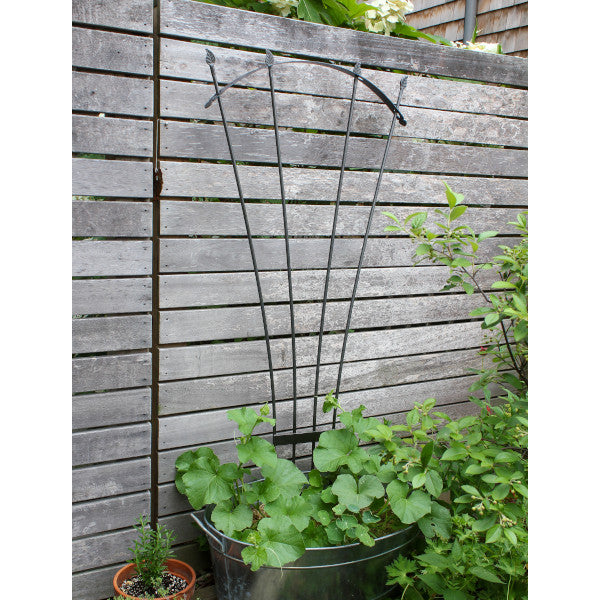 fan shaped trellis for climbing plants Achla Designs Fan Garden Trellis, 56-in