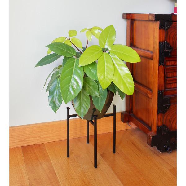 Eileen Plant Stand Plant Stand