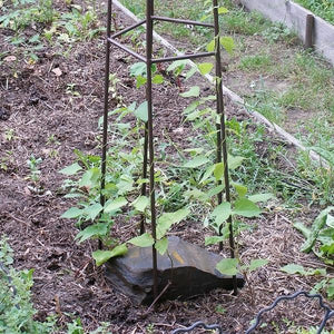 Mushroom Trellis Trellis