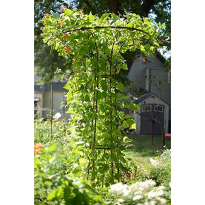 Mushroom Trellis Trellis