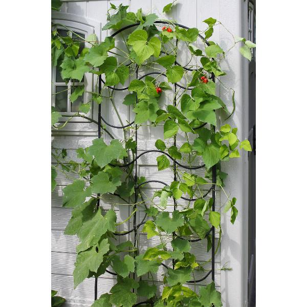 trellis ivy plants Achla Designs Waves Trellis